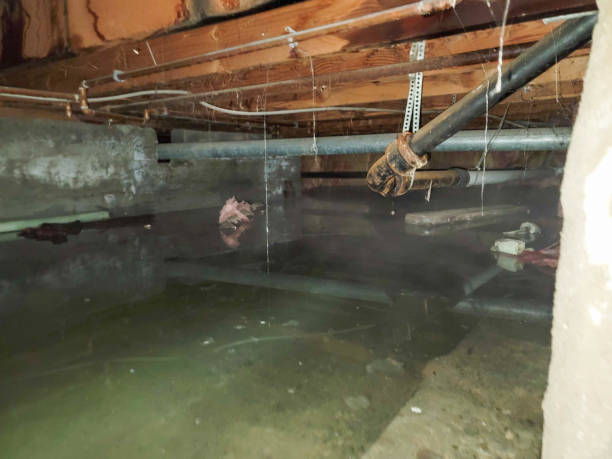 Best Professional water damage repair  in Harveys Lake, PA